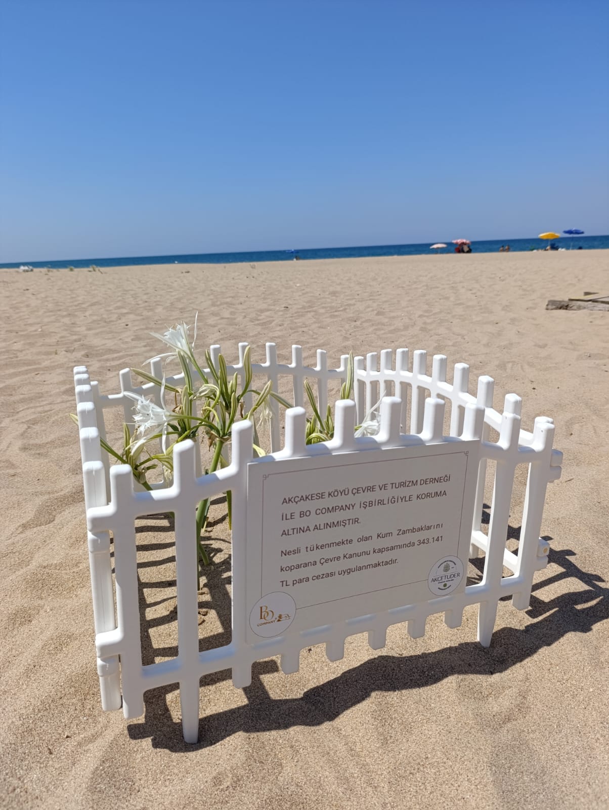 Kum Zambakları Şile Ağva